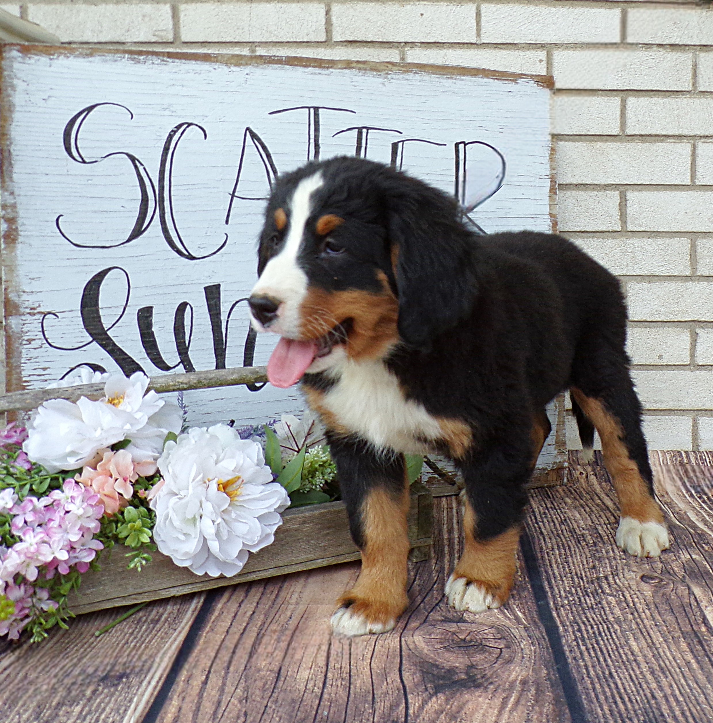 puppy, for, sale, Bernese Mountain Dog, Emanuel Glick, dog, breeder