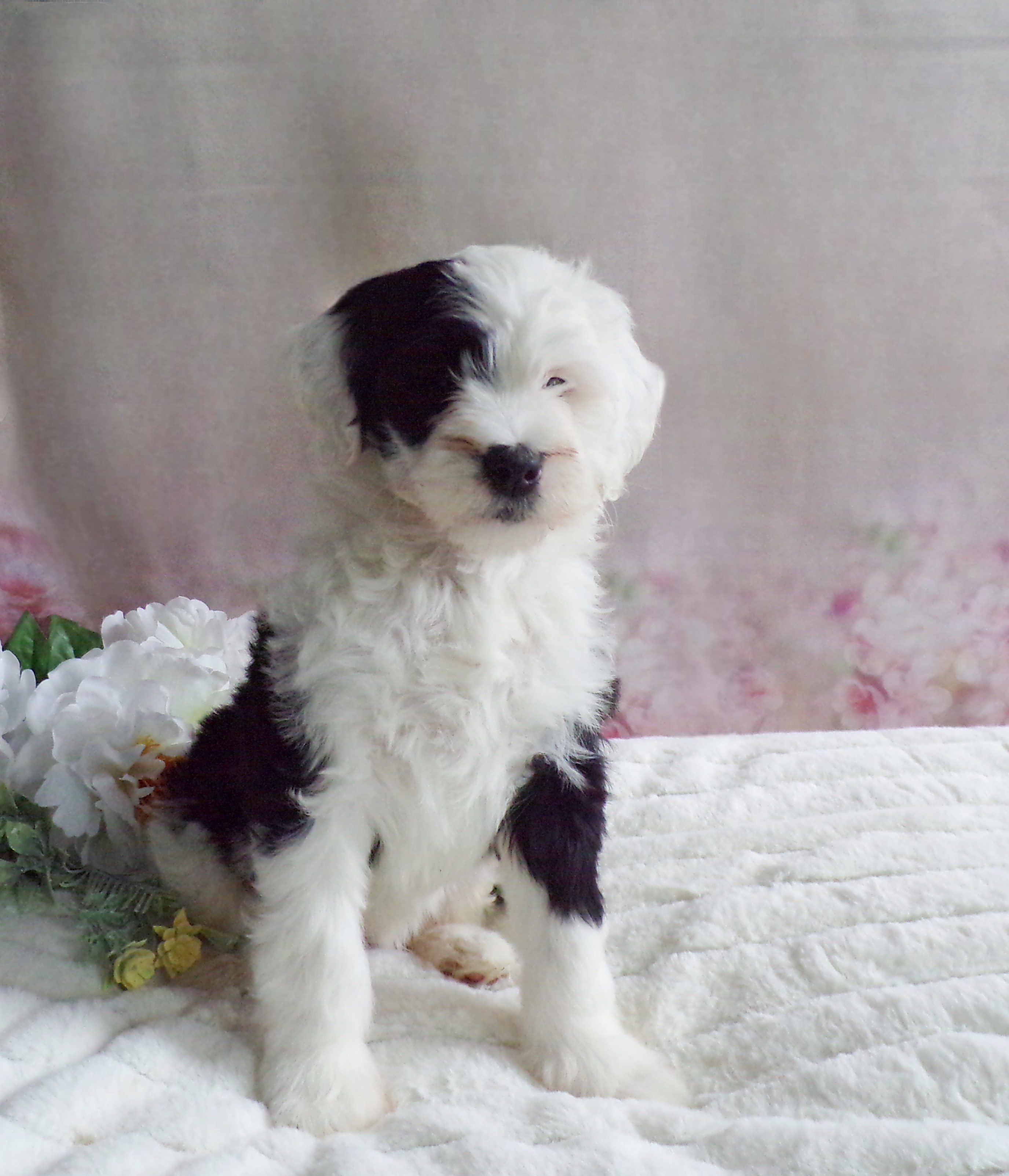 puppy, for, sale, Old English Sheepdog/Poodle, Emanuel  Glick, dog, breeder, Bird-In-Hand, PA, dog-breeder, puppy-for-sale, forsale, nearby, find, puppyfind, locator, puppylocator, aca