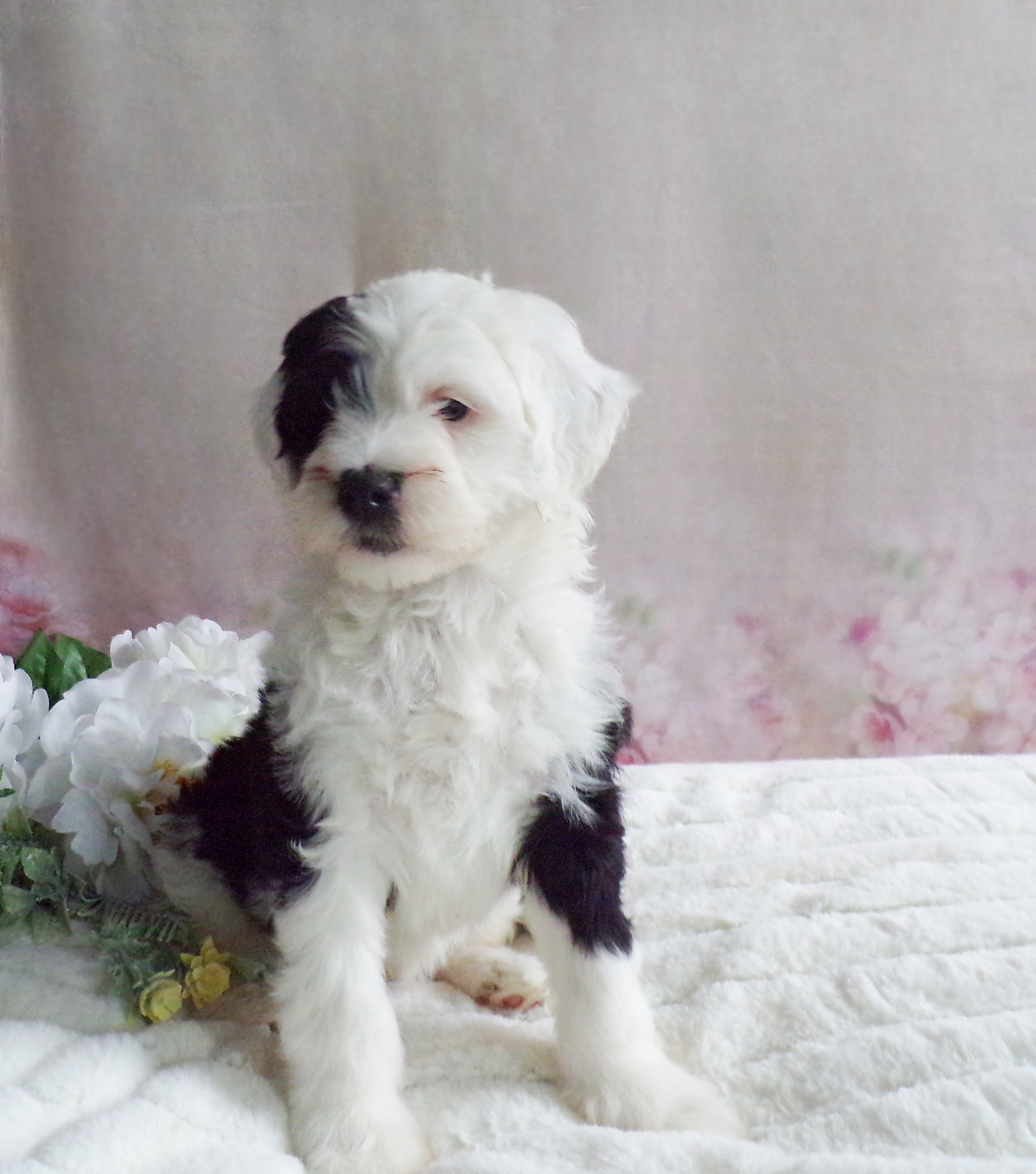 puppy, for, sale, Old English Sheepdog/Poodle, Emanuel  Glick, dog, breeder, Bird-In-Hand, PA, dog-breeder, puppy-for-sale, forsale, nearby, find, puppyfind, locator, puppylocator, aca