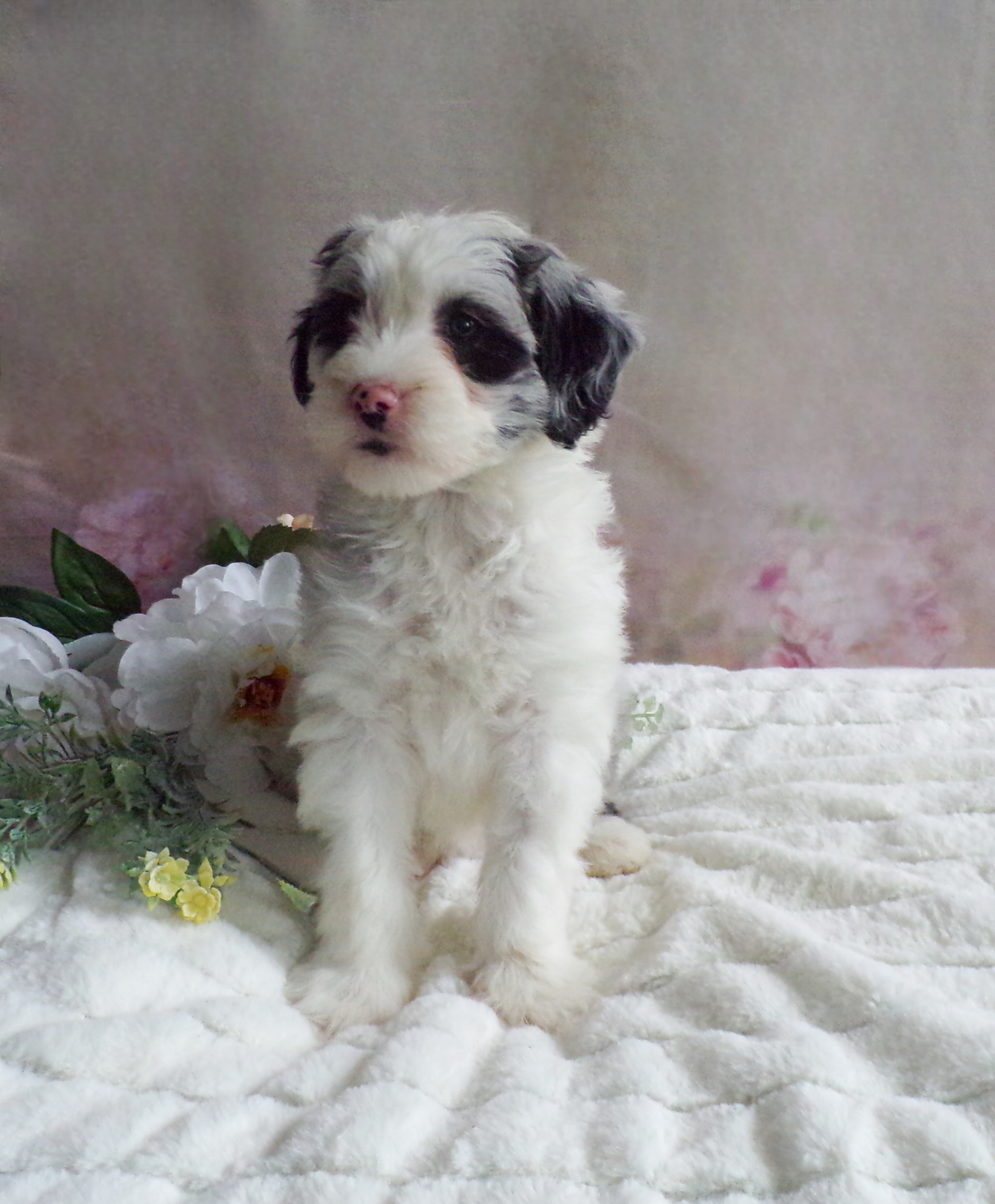 puppy, for, sale, Old English Sheepdog/Poodle, Emanuel  Glick, dog, breeder, Bird-In-Hand, PA, dog-breeder, puppy-for-sale, forsale, nearby, find, puppyfind, locator, puppylocator, aca
