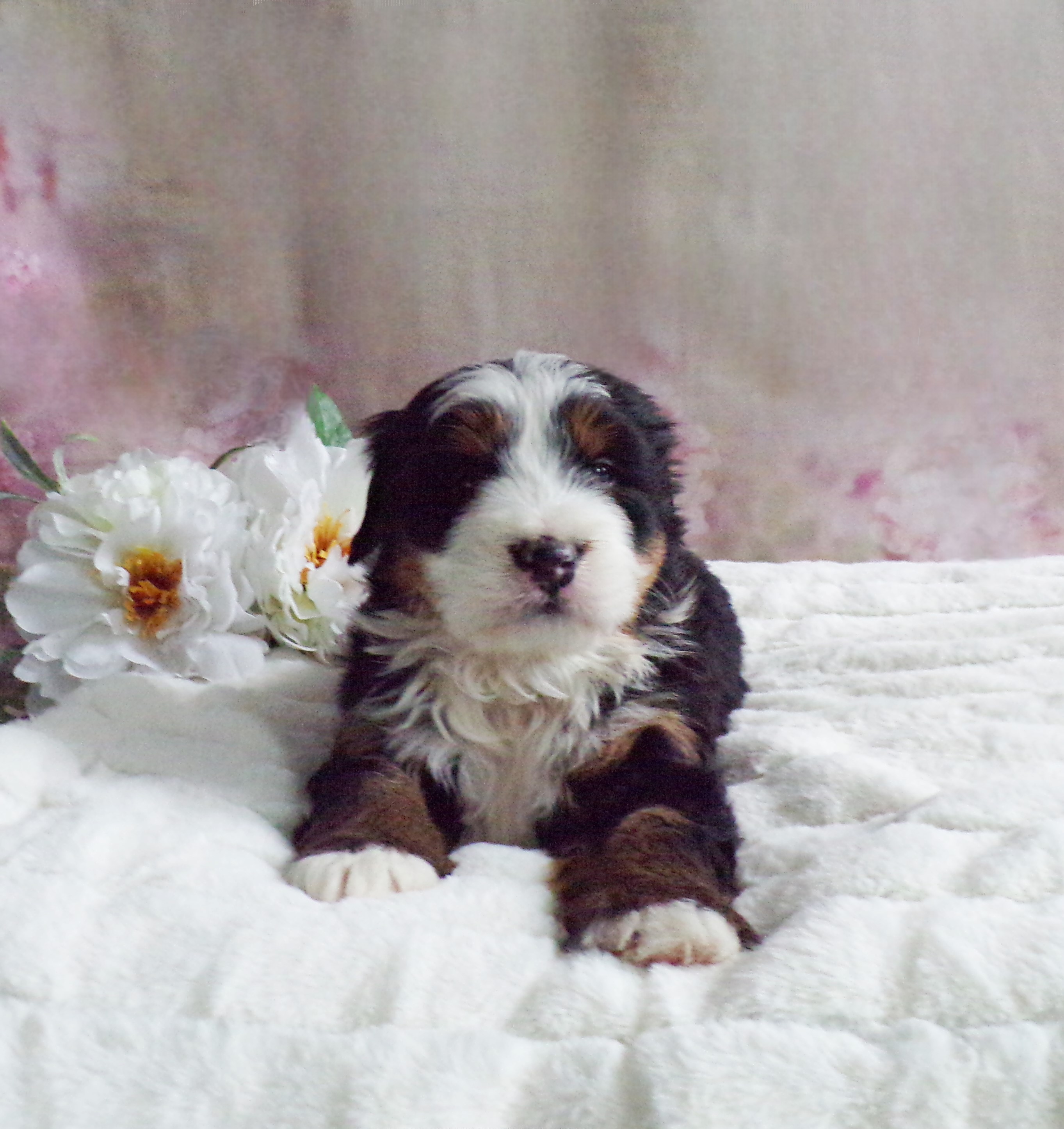 puppy, for, sale, Bernedoodle, Emanuel Glick, dog, breeder, BirdIn